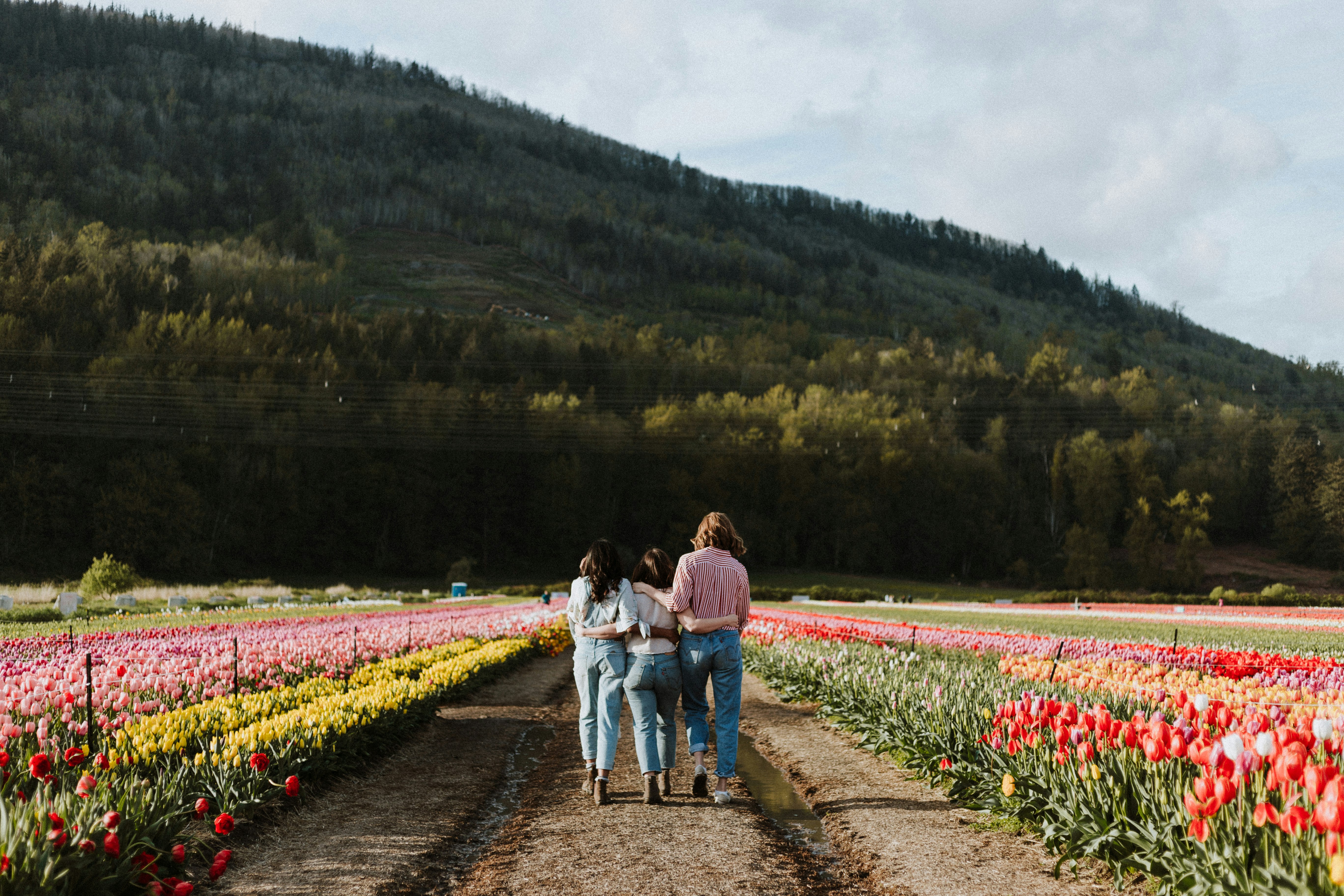 people walking near red flowers during daytime